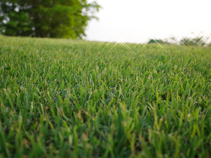 6 Sorts of Grass Used on Golf Programs