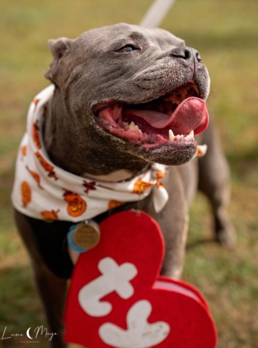 Barktoberfest Returns for Comfortable Howl-o-ween