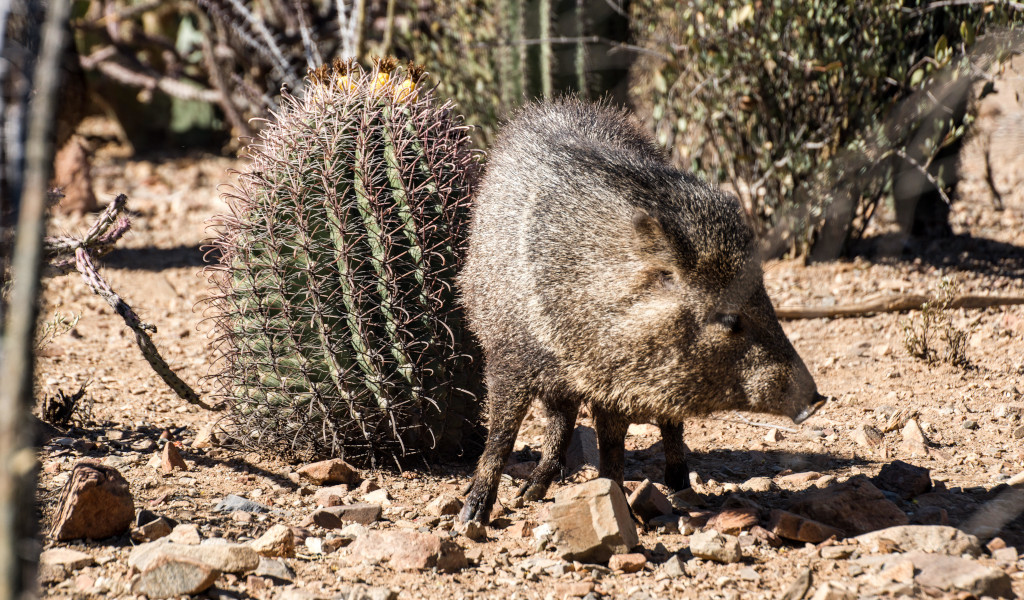WATCH: Arizona course devastated by packs of untamed pigs