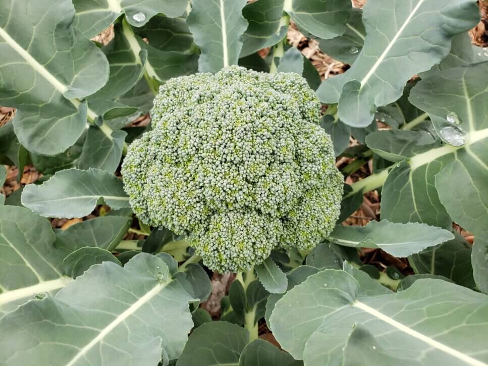 Cool-Weather Gardening