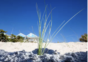 Sea oat key to Pinellas beaches' hurricane recovery