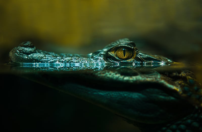 Upcoming Alligator Exhibit at Tallahassee Museum