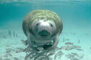 State seeks to halt manatees ruling
