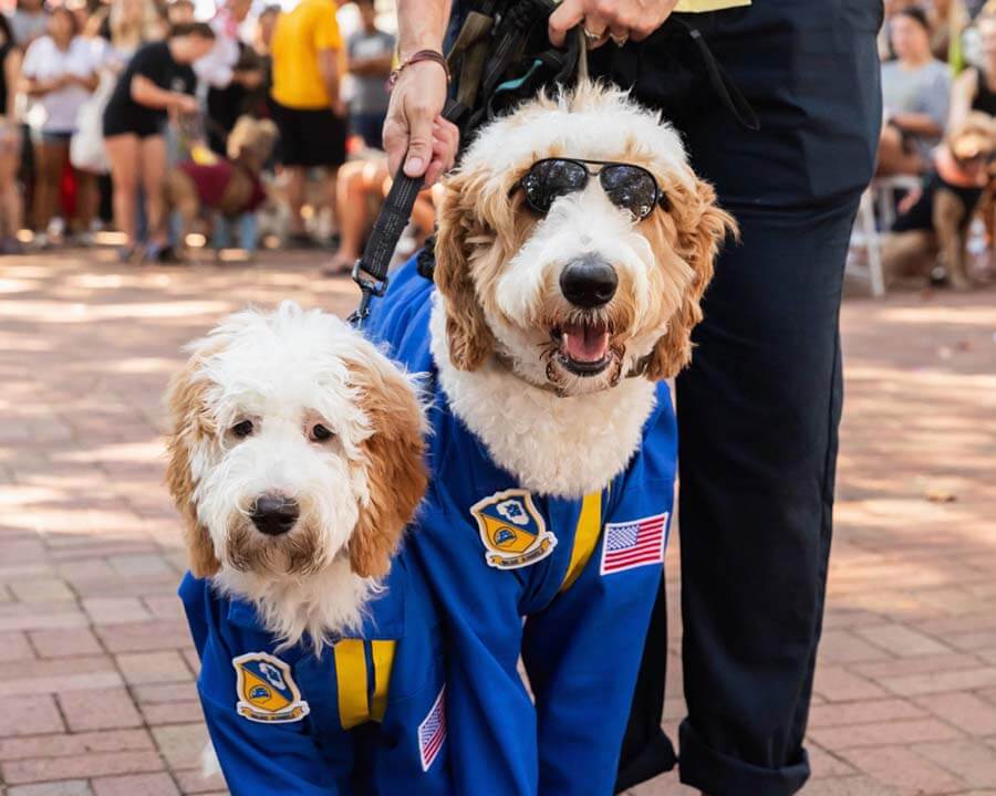 Barktoberfest Has Gone to the Dogs