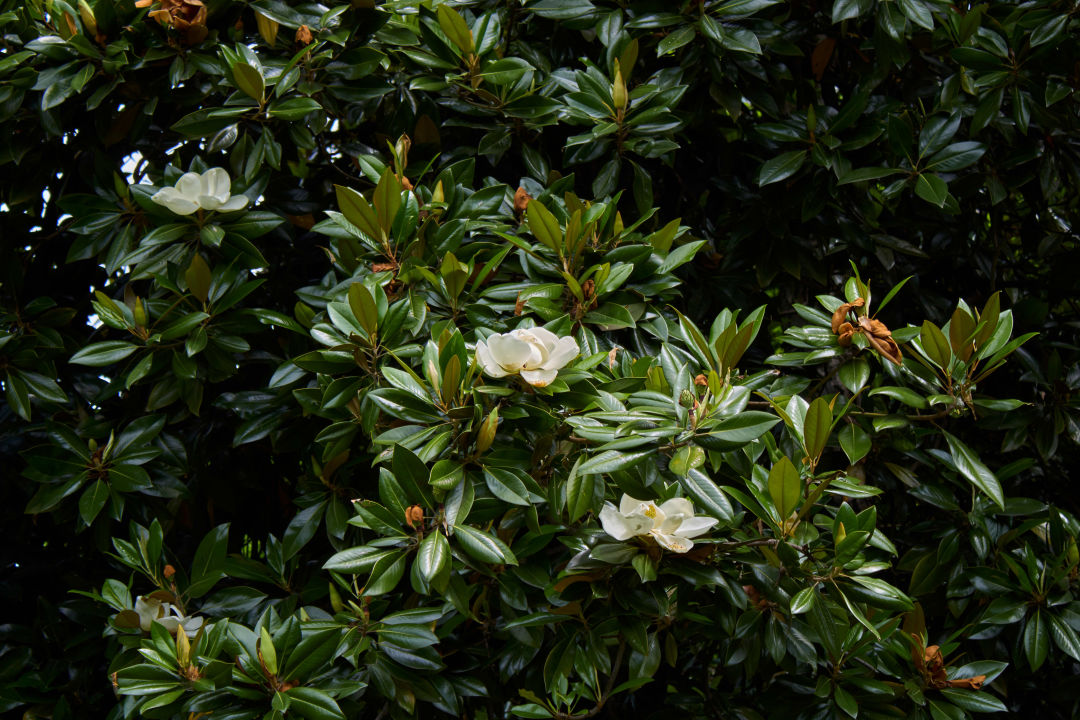 City of Sarasota Will Give Away 200 Trees on April 18