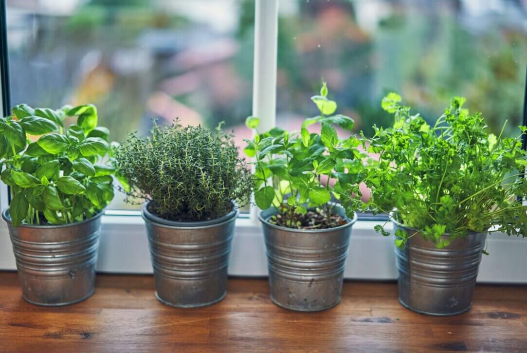 Dig Into Container Gardening